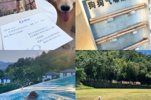 纷纷打上宠物友好标签，酒店能接住势不可挡的“毛孩子”吗？